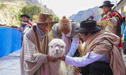 TİKA Peru’da “Alpaka Çiftliği” kurdu