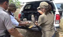 Yalova’da 3 peçeli yavru baykuş doğaya salındı
