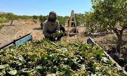 Yeşil altında yüksek rekolte, düşük fiyat