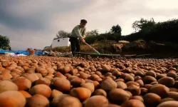 2025/26 Fındık Sezonu Kapanışı: Miktarda Sert Düşüş, Gelirde Rekor Birim Fiyat!