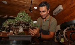 Kurumsal hayatını bırakıp estetikle botaniğin birleştiği bonsai yetiştiriciliğinde uzman oldu