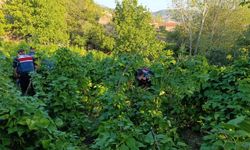 Bahçesinde kenevir yetiştiren zanlı tutuklandı