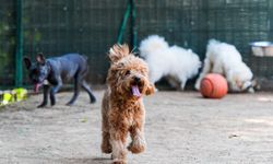 Saldırıdan korunmak için sahipsiz köpeklerin davranışları takip edilmeli