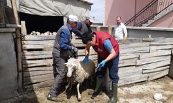 Afyonkarahisar’da küçükbaş hayvanlar aşılandı