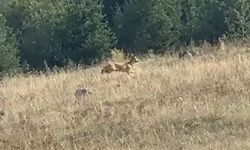 Ardahan’da dağ ceylanı görüntülendi