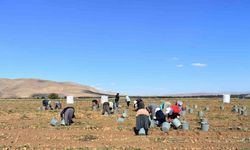 Bayburt’ta patates hasadına başlandı