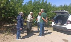 Elazığ’da şeftali bahçelerinde zararlı kontrolleri devam ediyor