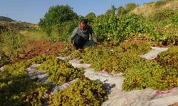 Gercüş’te kuru üzüm çeşitlerinin sergilenmesine başlandı