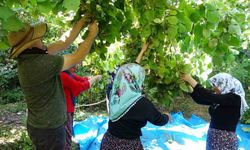 Gevaş’ta ‘olmaz’ denilen fındığın hasadına başlandı