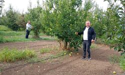 Konya’nın üretim merkezi ilçesinde elma hasadı sürüyor