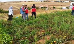 Kütahya’da TAKE projelerinden domates ve biber üretim alanları denetlendi