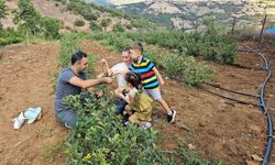 Sındırgı’da Aronya hasadı başladı