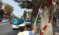 Bahçelievler Belediyesi, İETT otobüsünün çarptığı ağaca aşı macunu uygulaması yaptı