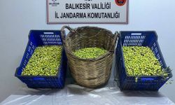 Balıkesir'de bahçeden zeytin çalan 2 şüpheli tutuklandı