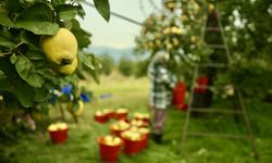 Coğrafi işaretli Geyve ayvası 35 ülkeye ihraç ediliyor