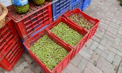 Erdek ilçesinde zeytin kırma mesaisi sürüyor