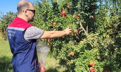 Aydın’da pestisit kalıntı analizi için nar numuneleri alındı