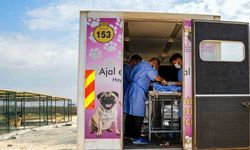 Diyarbakır’da 10 köpek mobil araçla kısırlaştırıldı