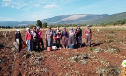 Domaniç’te patates hasat çalışmaları kontrol edildi