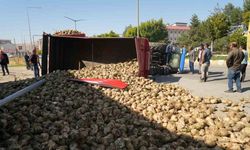 Muş’ta şeker pancarı yüklü traktör devrildi