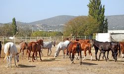 Şampiyon atlar Alaçatı’da yetişiyor