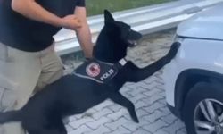 Samsun’da narkotik dedektör köpeği 1 kilo metamfetamini buldu