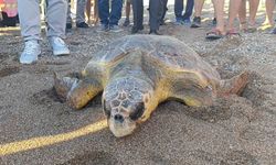 Tedavileri tamamlanan 2 caretta caretta denize bırakıldı