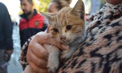 Kırklareli'nde mazgaldan düşen kedi yavrusu kurtarıldı