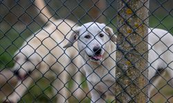 Safkan akbaş ve Kangal köpeklerinin gen kaynağı 28 yıldır Karacabey'de korunuyor