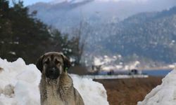 Abant Gölü’nde masalsı kış güzelliği