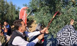 Bilecik’te zeytin hasadı mesaisi başladı