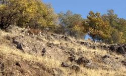 Elazığ’da dağ keçileri görüldü