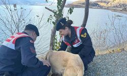 Elazığ’da jandarma ekipleri sokak hayvanlarını unutmadı