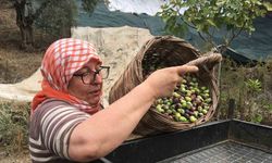 Günlük 3 bin liraya çalışacak zeytin işçisi bulunamıyor