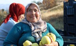 Kahramanmaraş’ta ayva hasadı