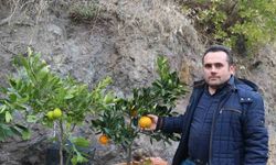 Karasal iklimde tropikal meyveler ve zeytin yetiştiriyor