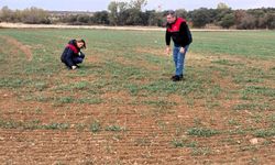 Kırklareli’nde buğday ve kanola gelişimi inceleniyor