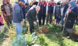 Lezzetiyle meşhur Çakır havucunda hasat başladı