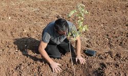 Mardin’de fıstık ağaçları toprakla buluşturuldu