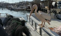 Tekirdağ'da pelikan "Garip", balıkçı barınağının maskotu oldu