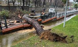 Ümraniye'de parktaki ağaç caddeye devrildi