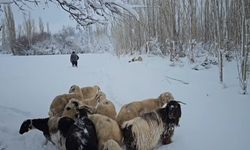 Erzincan’da karla kaplı köylerdeki besiciler zor şartlarda hayvanlarını besliyor