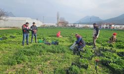 Eskişehir’de yaprağı yenen sebzelerde kalıntıyla mücadele çalışmaları devam ediyor