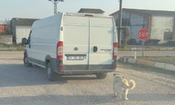 Kamyonetin arkasına bağlanarak sürüklenen köpek kurtarıldı, şahıslara cezai işlem uygulandı