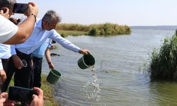 Edirne'deki üretim tesisinde 2024'te 10 milyon sazan balığı yavrusu üretildi