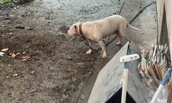 Avcılar’da ağızlıksız gezdirilen pitbull köpek kediyi parçaladı, sahibi gözaltına alındı