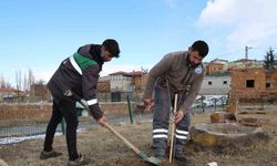 Talas kırsalındaki kamu alanlarına kestane fidanı