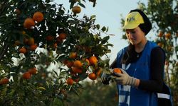 Yaş meyve ve sebze ihracat rekortmeni Altun’dan halka arz başvurusu