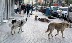 Yüksekovalı vatandaşlar tepkili: "Sokak köpekleri bir an önce toplatılsın"