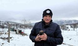 Anneleri ölen yavru kurt köpeklerine Kangal köpeği annelik etti